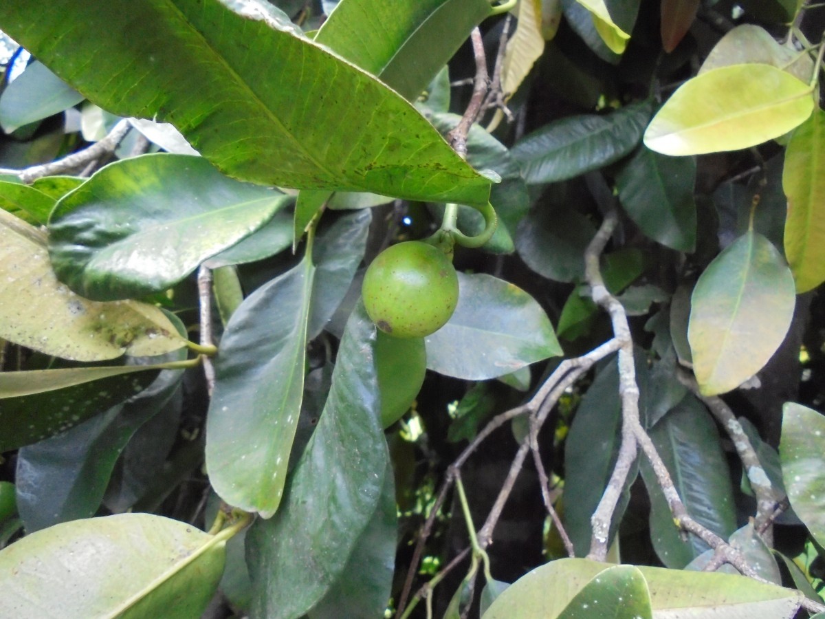 Garcinia cymosa (K.Schum.) I.M.Turner & P.F.Stevens